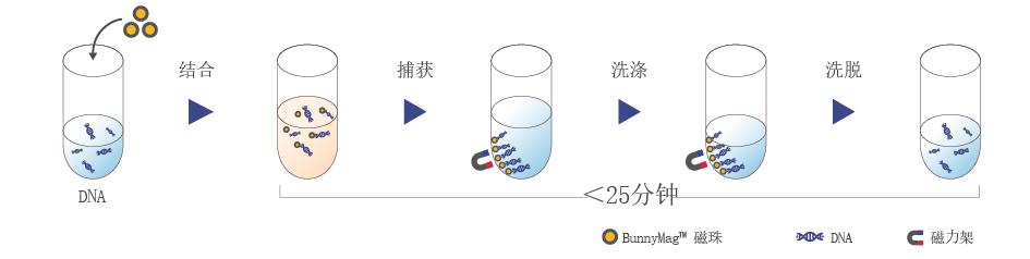 日照DNA分选纯化试剂盒磁珠法