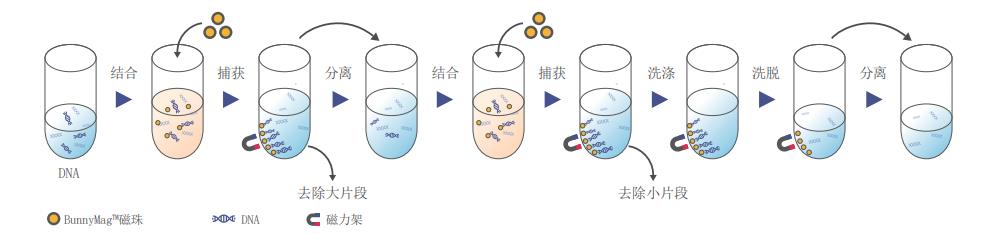 苏州DNA分选纯化试剂盒核酸分选纯化