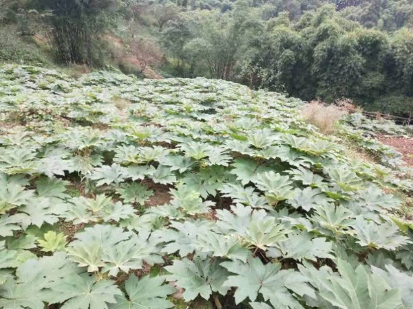 通草栽培技术及亩产量