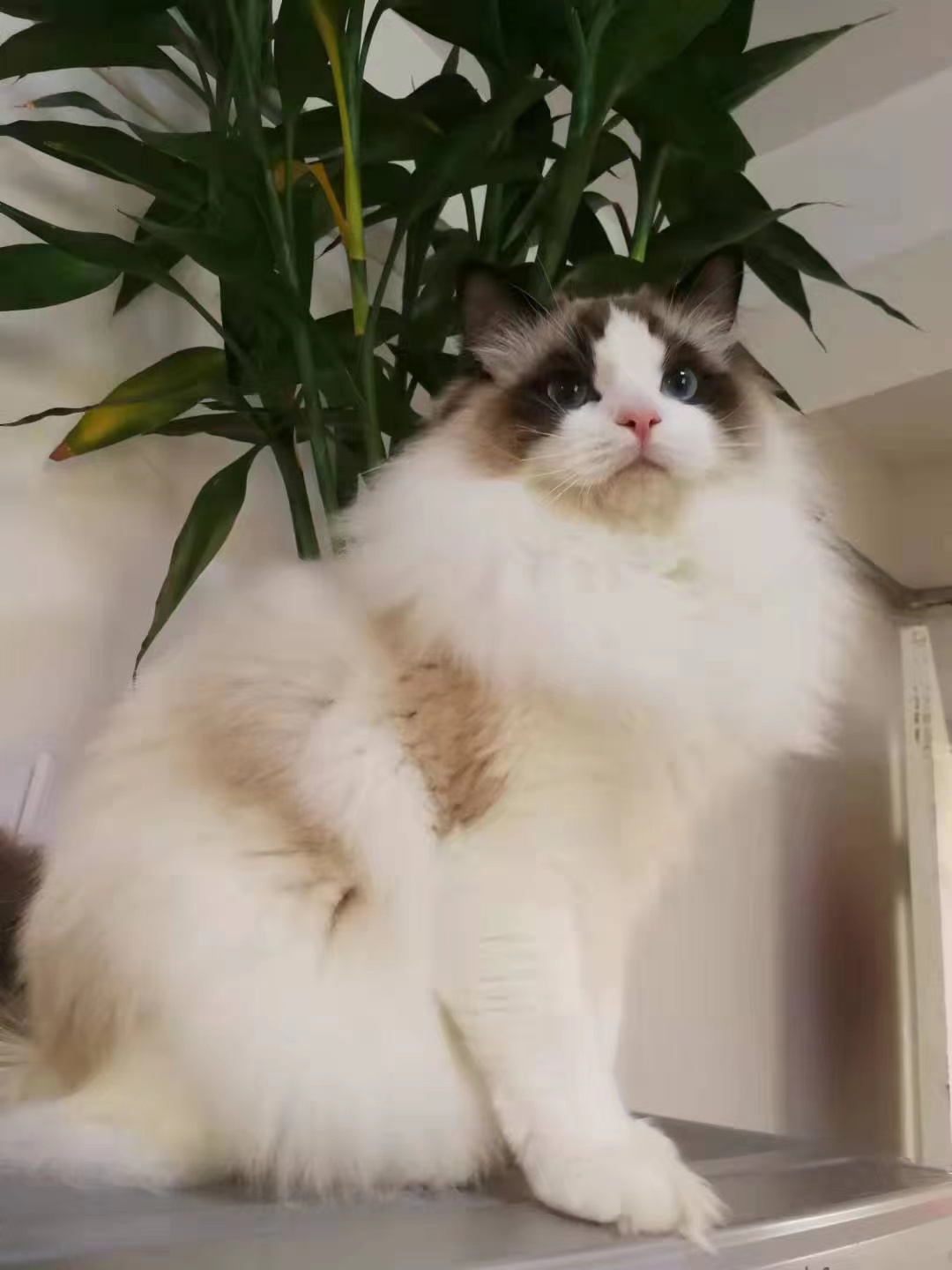 缅因猫舍正规