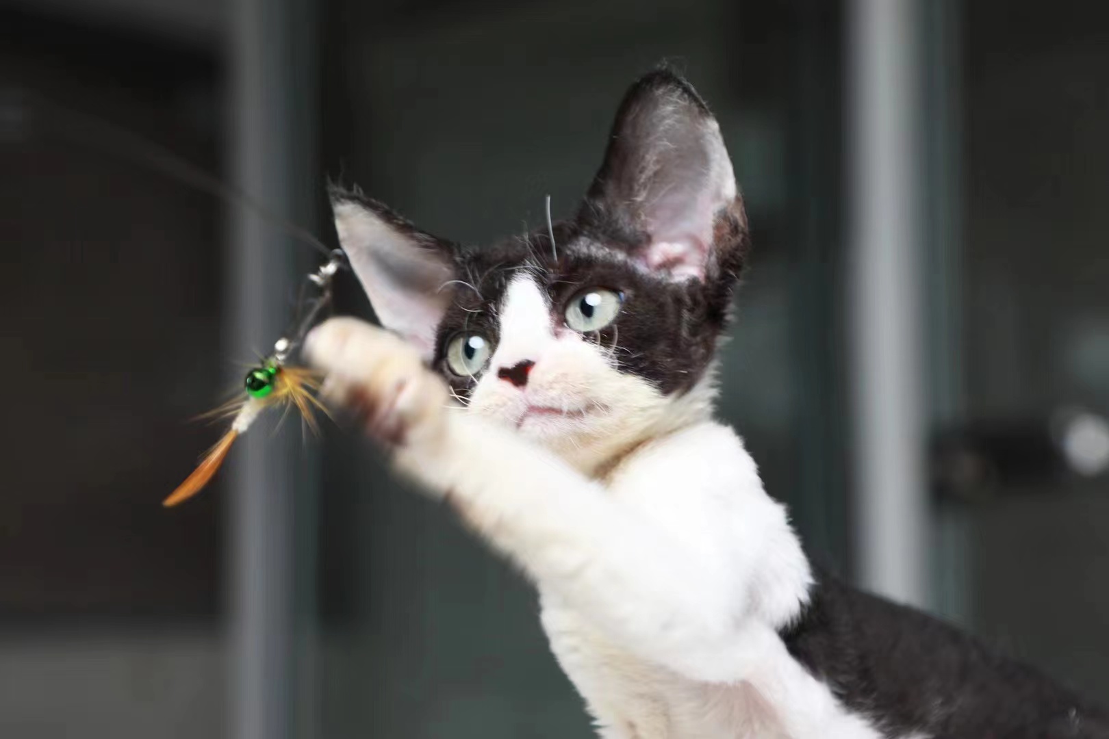 台山正规猫舍