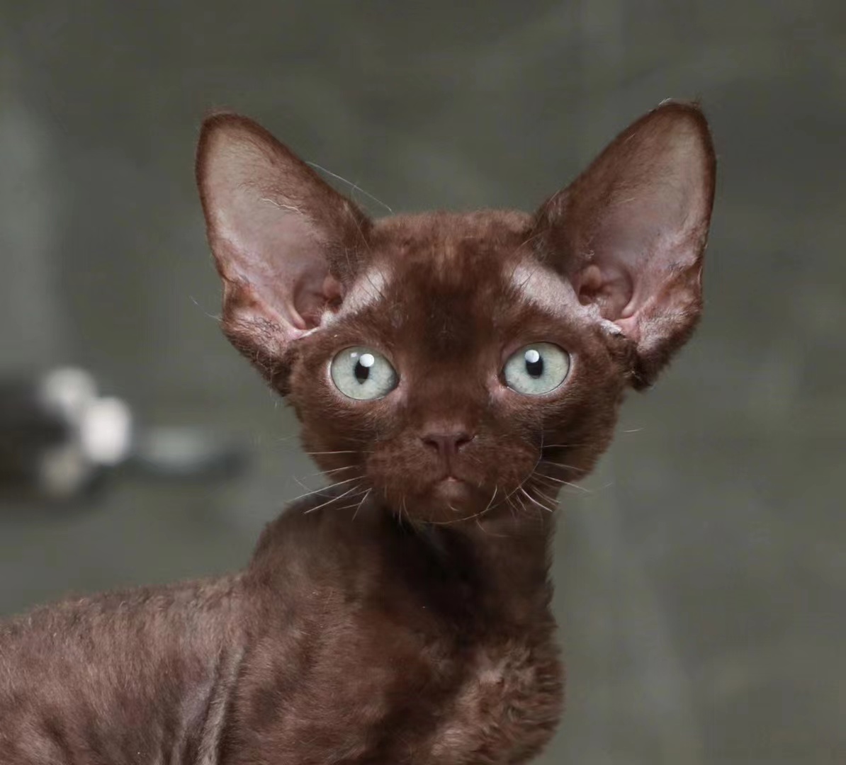商河正规猫舍