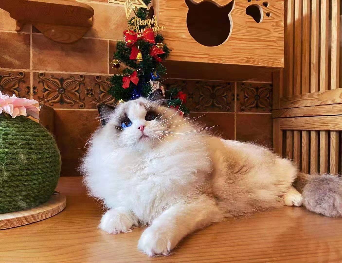 缅因猫舍正规
