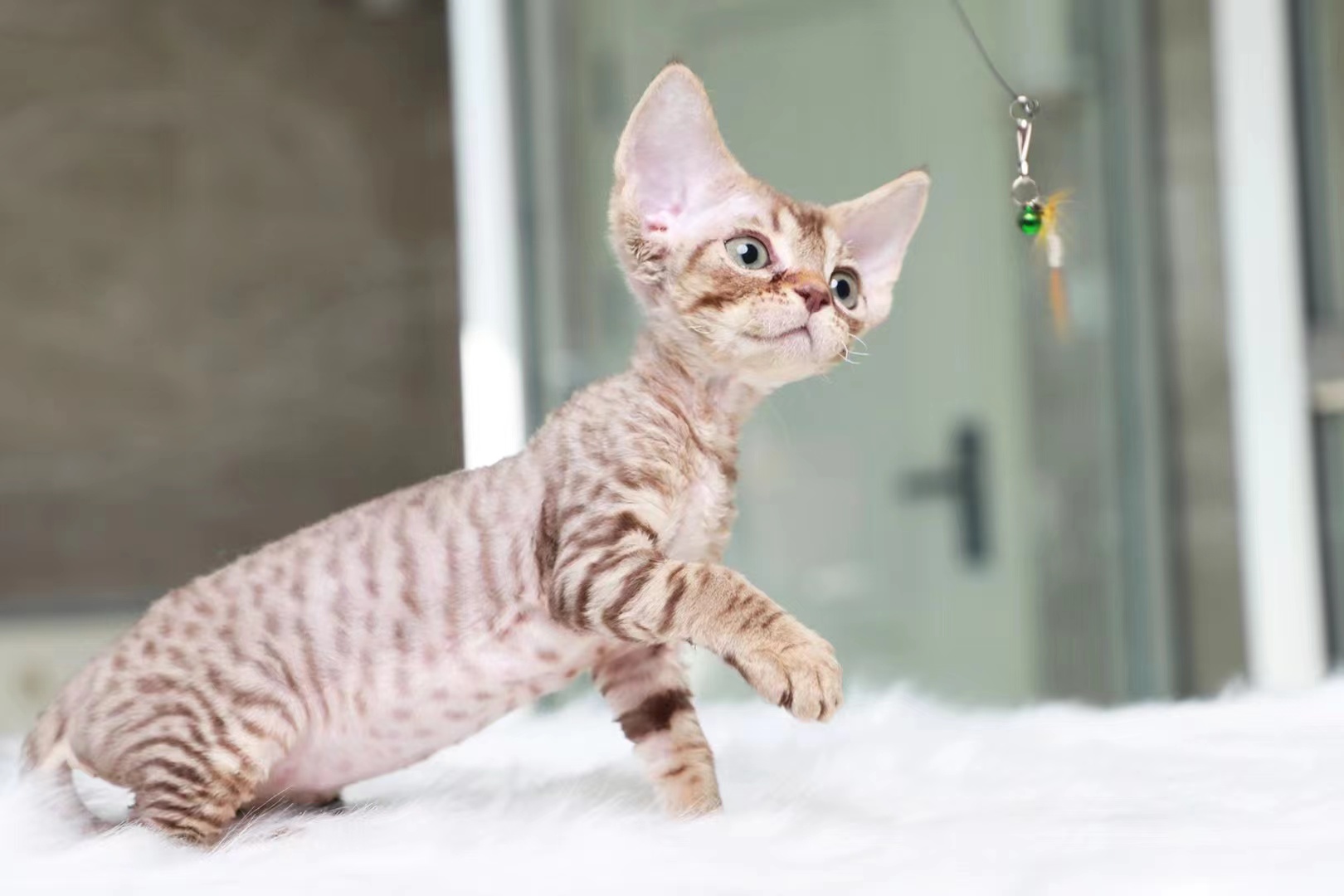 商河正规猫舍