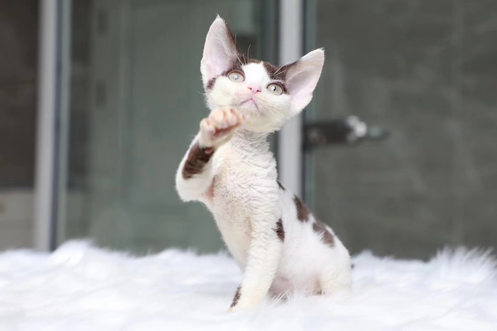 商河正规猫舍
