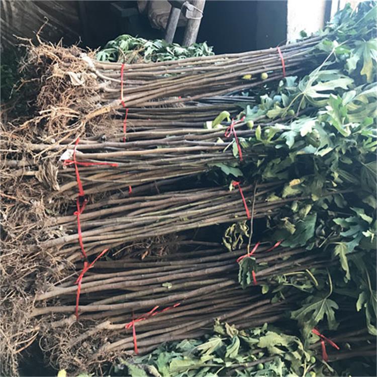 种植无花果_滨州无花果苗