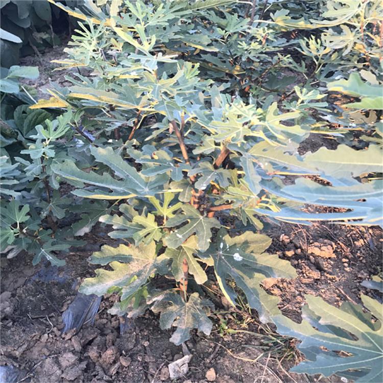 济宁无花果苗基地_波姬红无花果苗