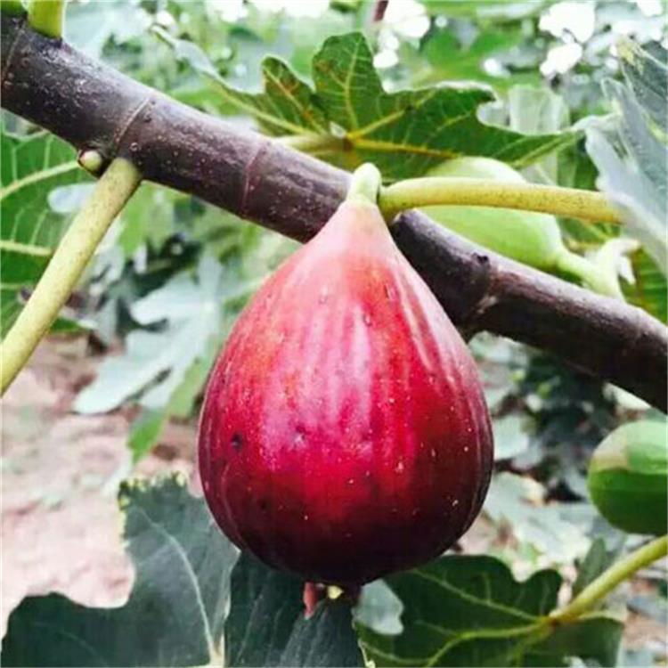 无花果怎样繁殖小苗_济宁无花果苗种植