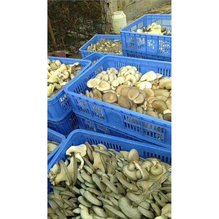 孝感乔丰塑料箱 环卫垃圾桶 杭州乔丰塑料周转箱