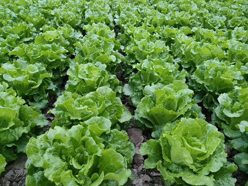 蔬菜水果礼盒定制巩义市蔬菜礼盒团购洛阳新区蔬菜年货集装箱批发