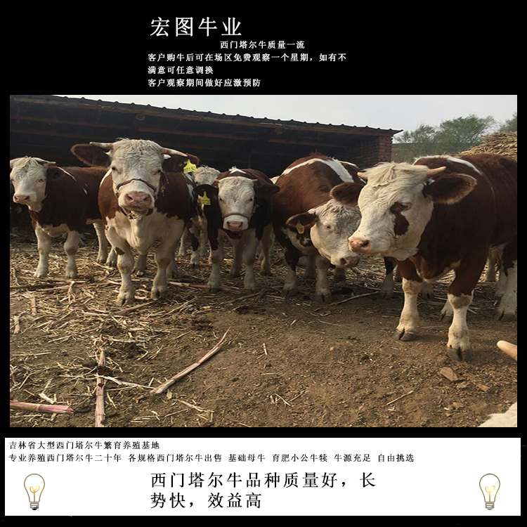 西门塔尔二岁母牛