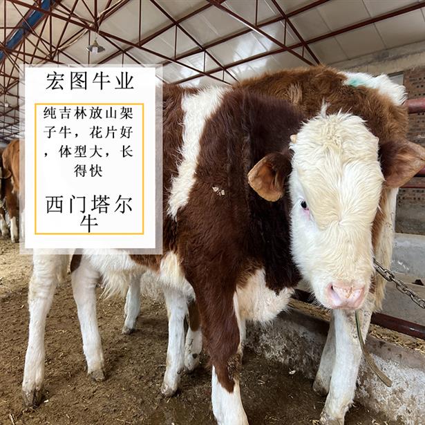 西门塔尔大母牛