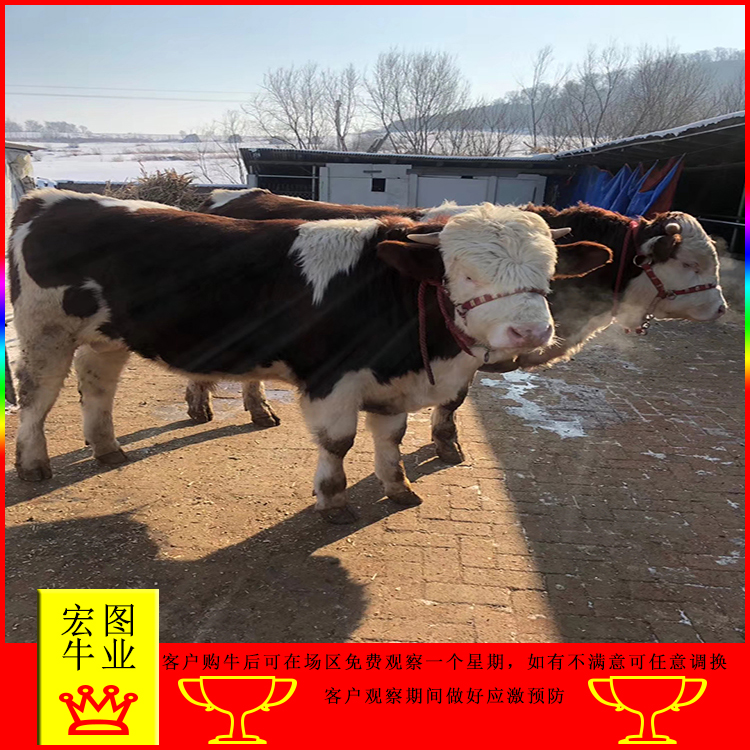 西门塔尔牛小母牛