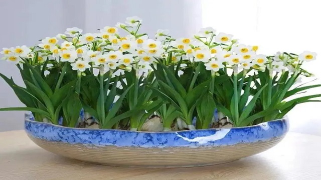 河北水仙性价比,水仙