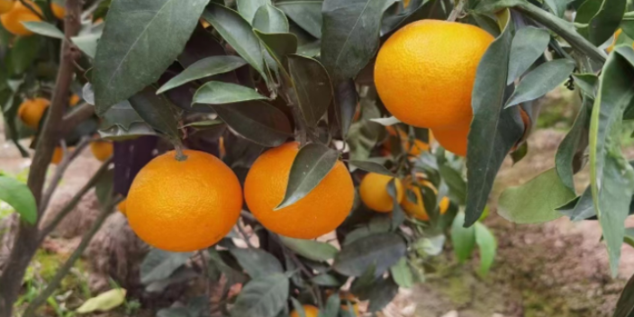 江苏进口橘苗,橘苗
