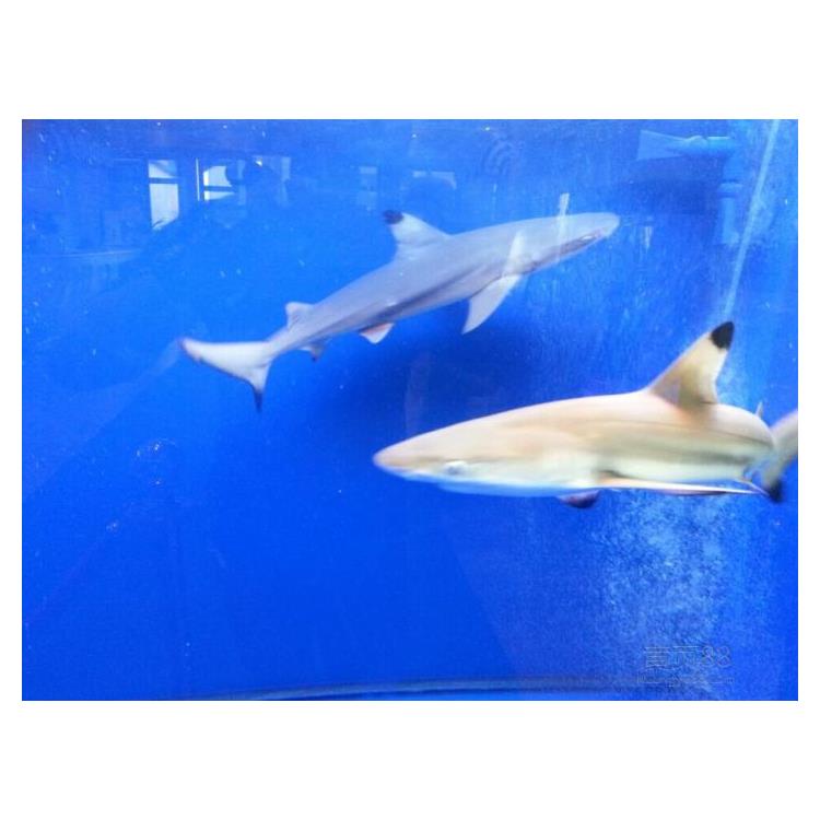 宁波海洋动物展览出租 美人鱼表演展览