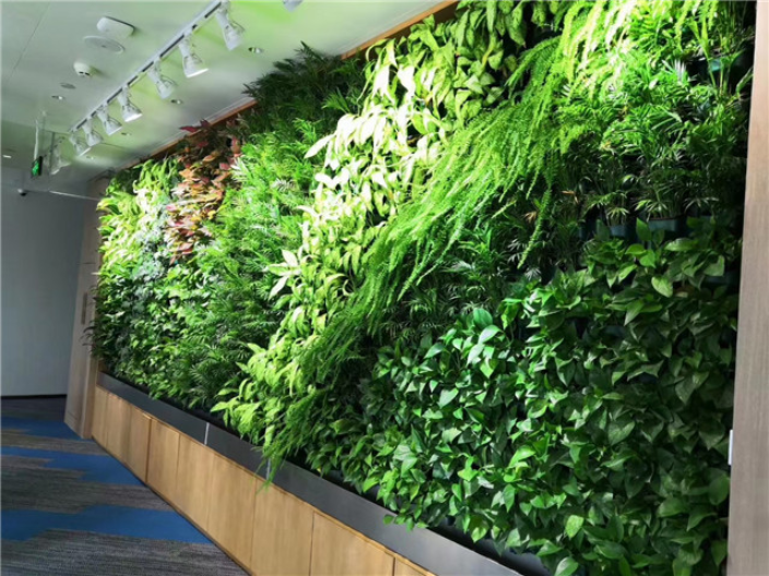 金山区绿植墙,绿植墙