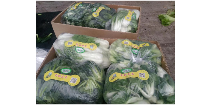 昆山新鲜盆栽菜基地平台,盆栽菜基地