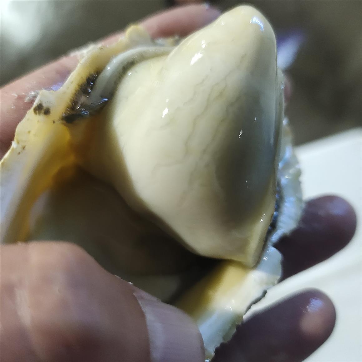 广东生蚝批发市场