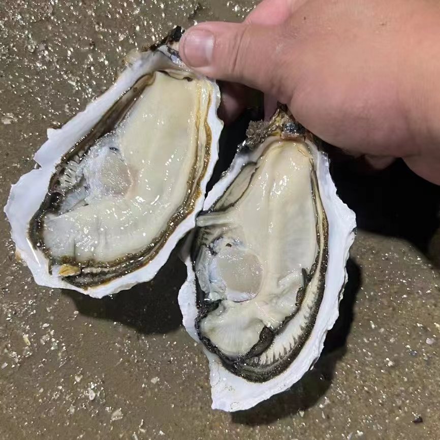 汕头生蚝产地