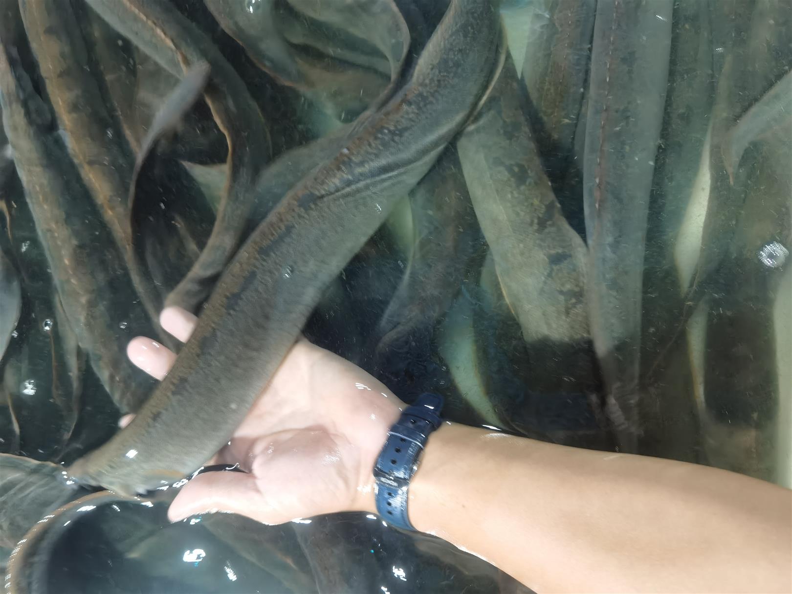 浙江刺鳅成品鱼批发