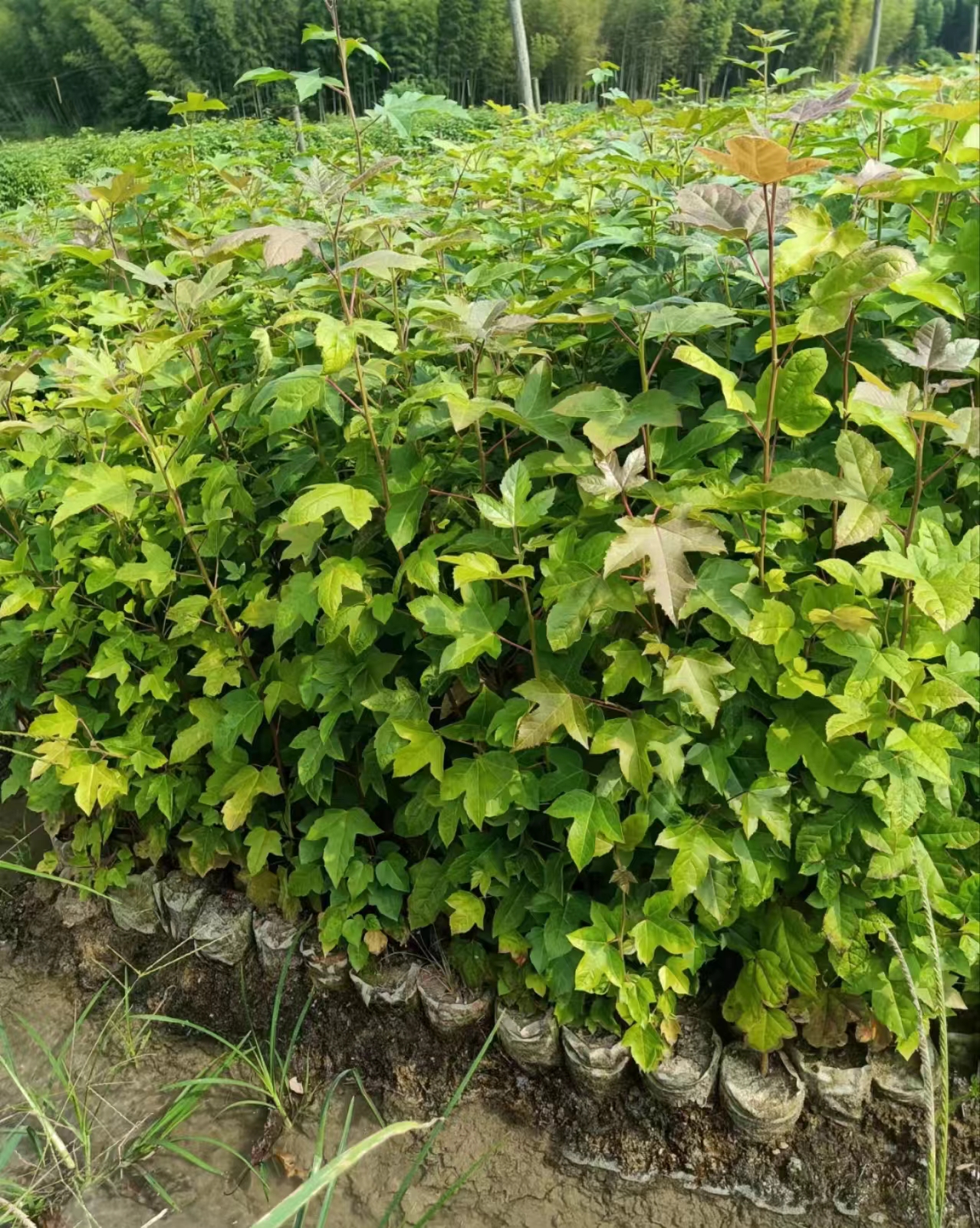 枫香杯苗产地 30-50高枫香袋苗价格 枫香杯苗哪里多