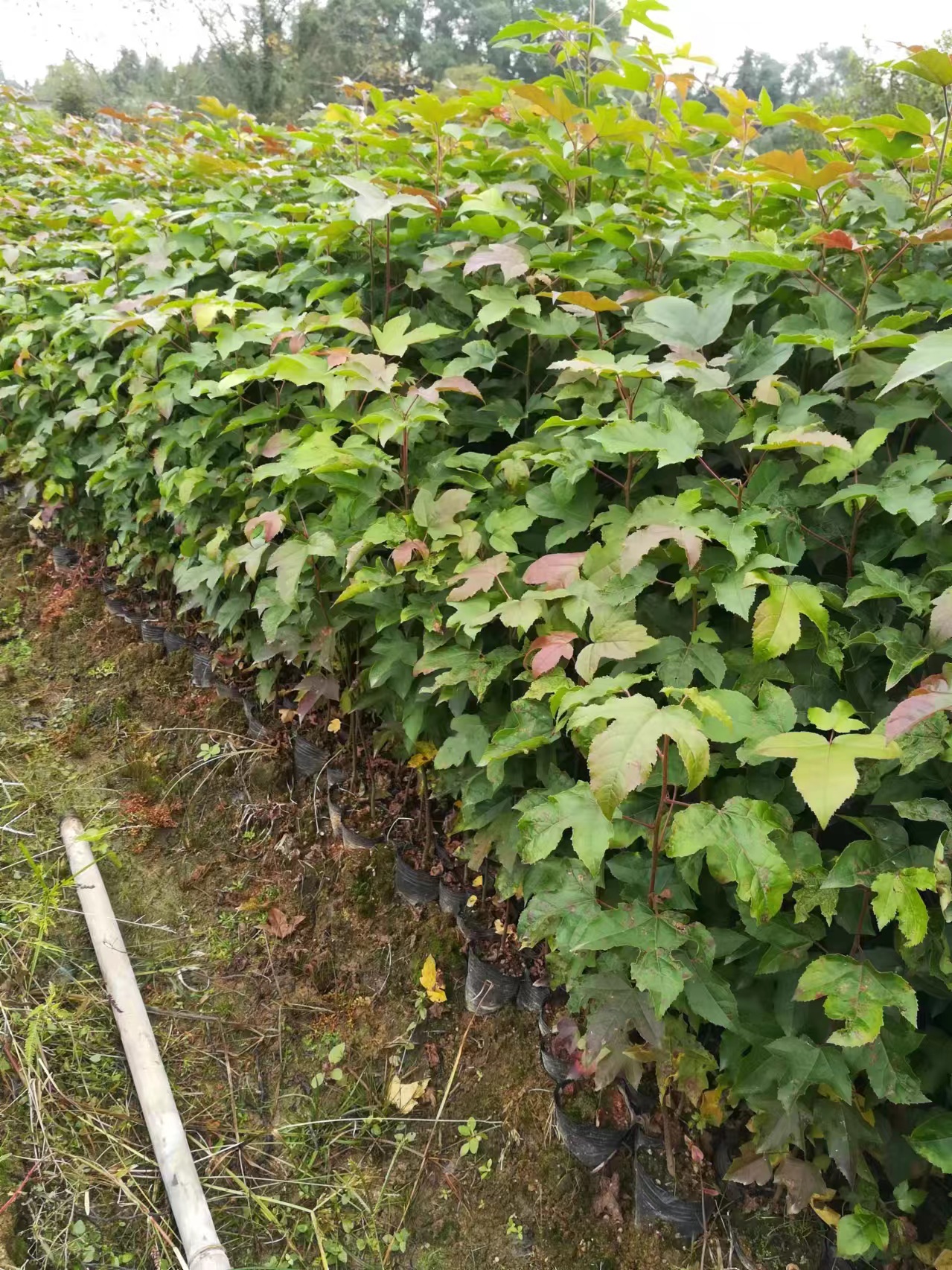 枫香杯苗产地 30-50高枫香袋苗价格 枫香杯苗哪里多