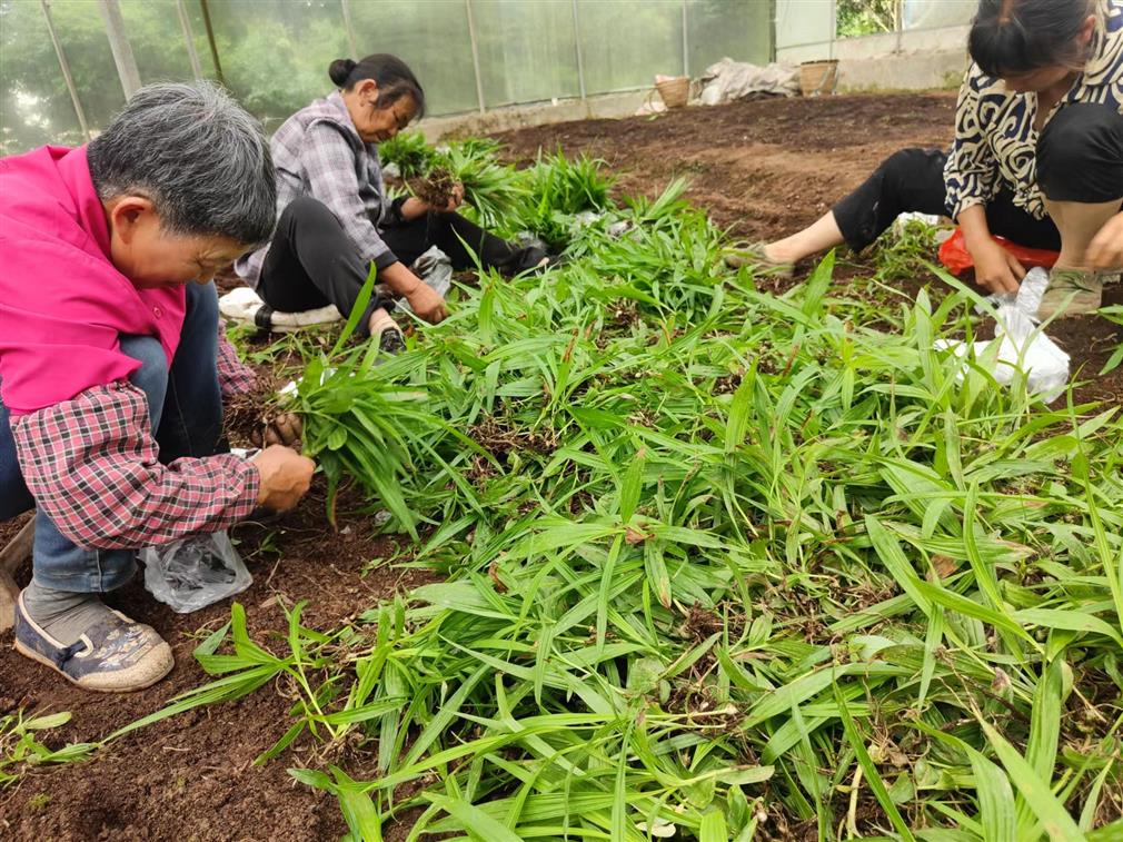 宿迁宽叶白芨种苗