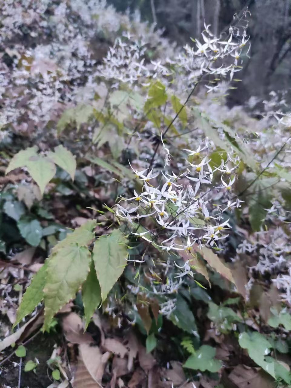 湖南淫羊藿种苗基地
