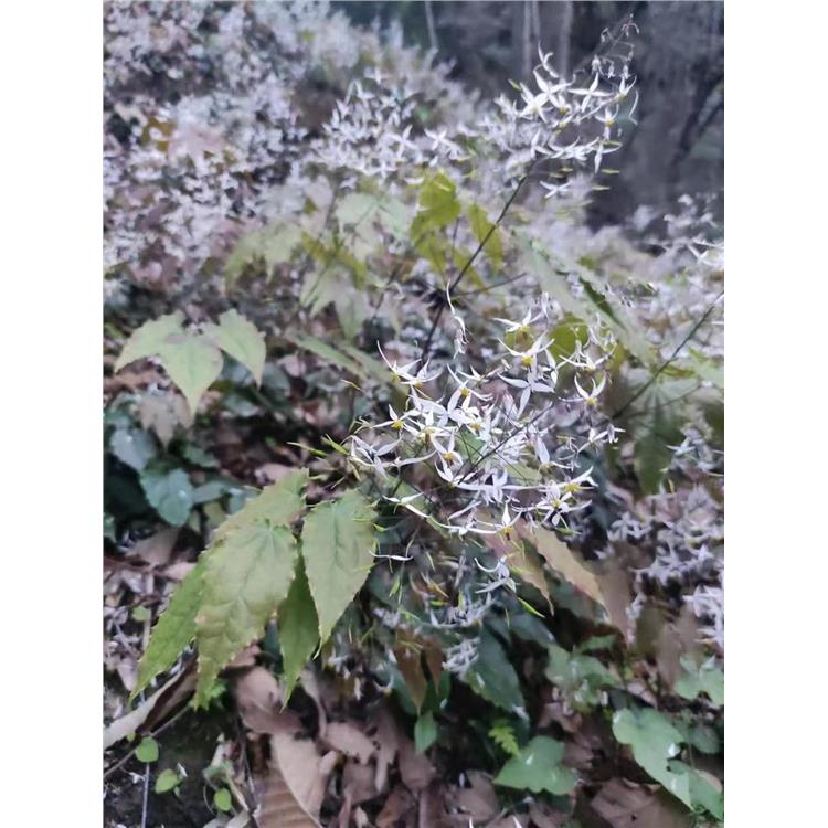 湖南淫羊藿种苗基地