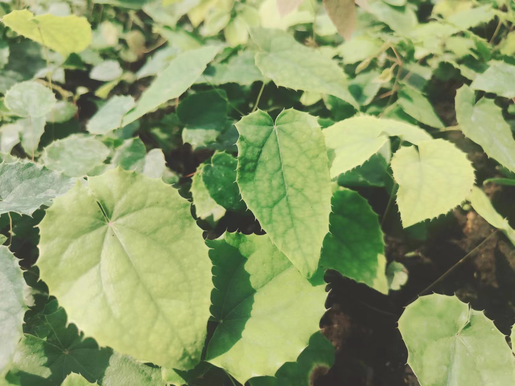 湖南淫羊藿种苗基地