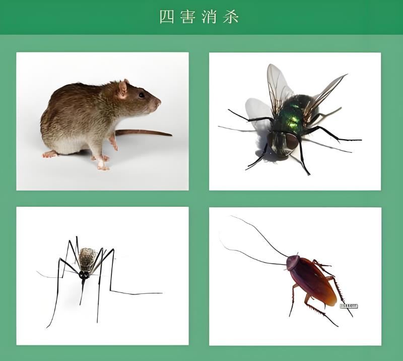 广州家庭除老鼠