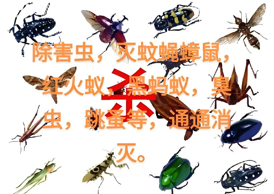 广州餐馆灭鼠电话