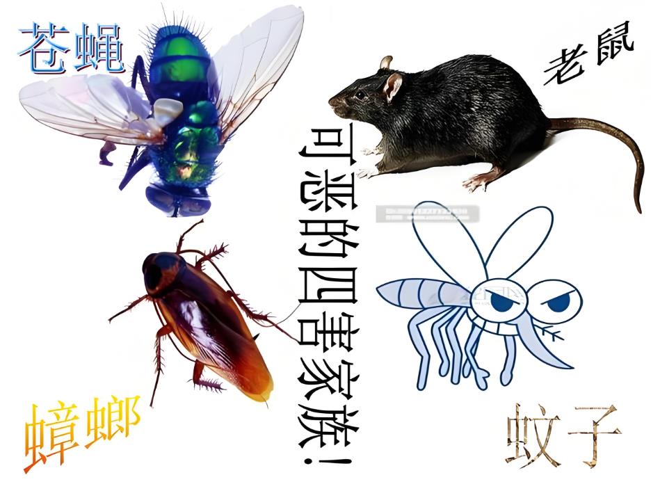 广州餐馆灭鼠电话
