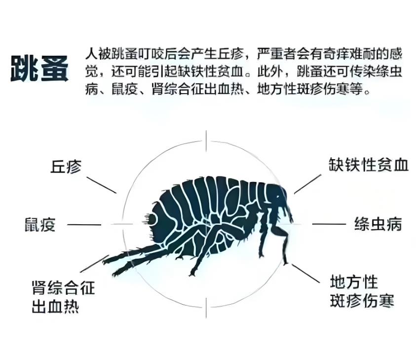 中山酒店灭跳蚤