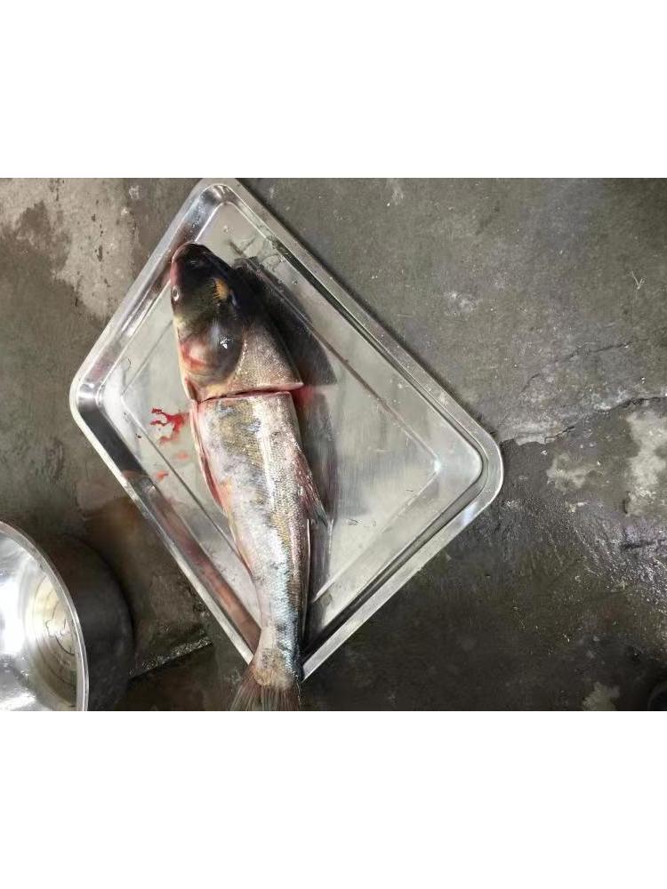 上海去鱼皮机规格
